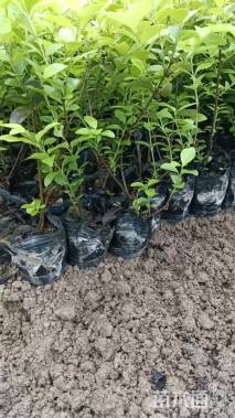 高度25厘米金叶女贞小苗