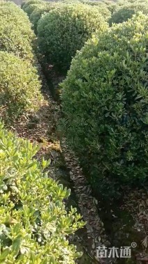 冠幅100厘米海桐球