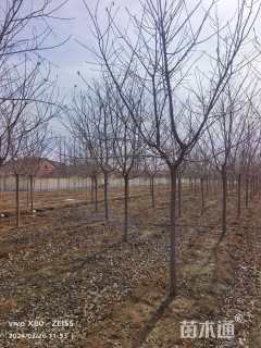 8公分红粉佳人樱