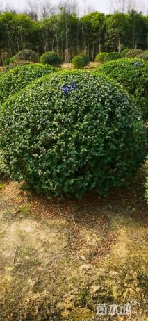 高度150厘米小叶女贞