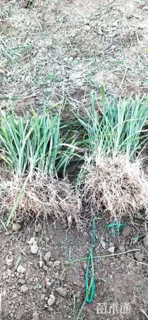 高度20厘米红花酢浆草