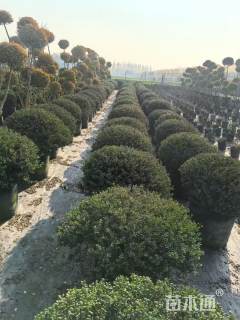 冠幅120厘米龟甲冬青球