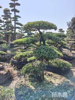 移栽苗造型罗汉松
