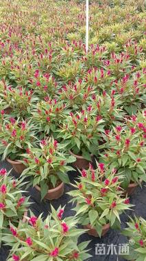 高度34厘米鸡冠花