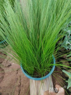 高度18厘米墨西哥羽毛草