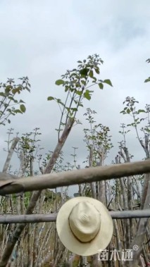 5公分黄花风铃木