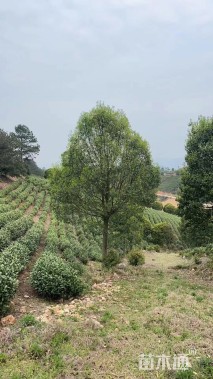 15公分红果冬青