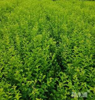 高度40厘米金禾女贞