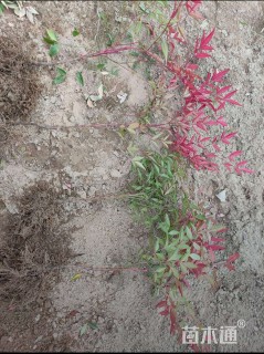 高度30厘米南天竹