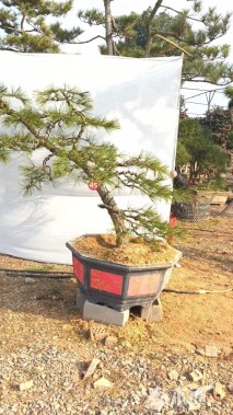 高度160厘米庭院松