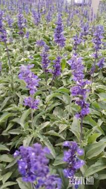 高度18厘米兰花鼠尾草