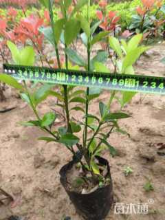 高度30厘米大叶黄杨