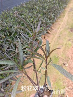 高度10厘米翠芦莉