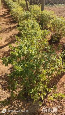 高度10厘米毛鹃