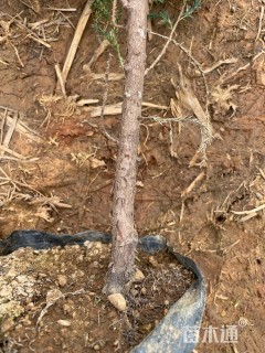 高度40厘米塔柏