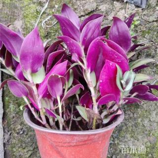 高度35厘米吊竹梅