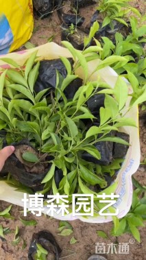 高度25厘米鸳鸯茉莉