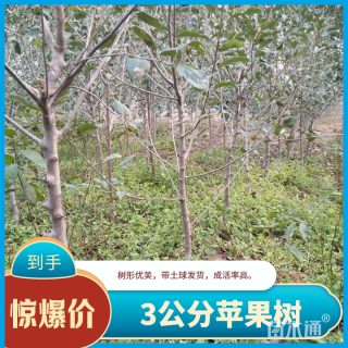 3公分苹果树