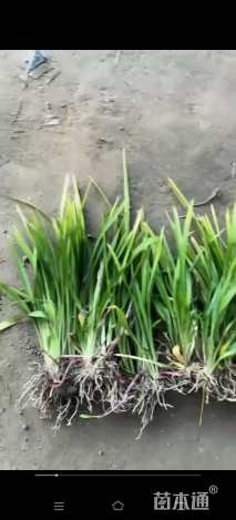 高度25厘米吉祥草