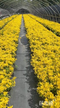 高度30厘米黄金枸骨