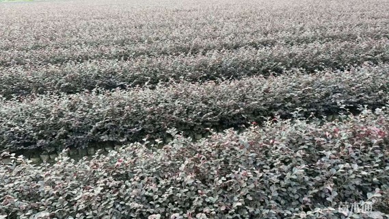 高度35厘米红花继木