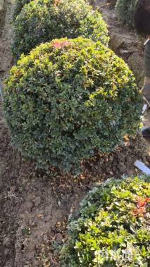 冠幅80厘米春鹃球