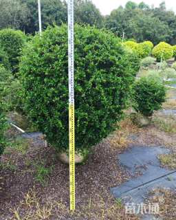 冠幅120厘米福建茶球