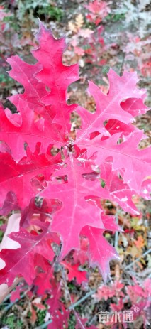 高度100厘米娜塔栎小苗