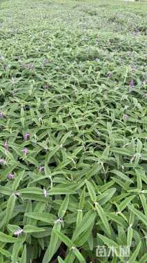 高度20厘米墨西哥鼠尾草