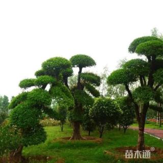 16公分造型刺冬青