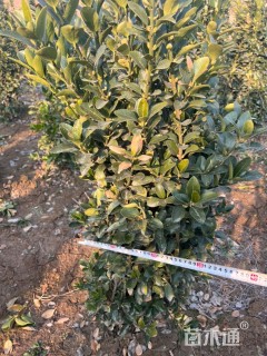 高度100厘米大叶黄杨柱