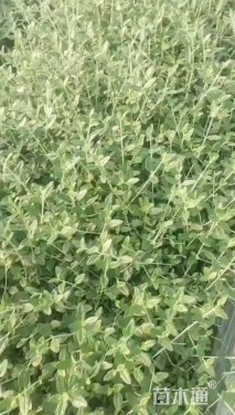 高度20厘米水果兰