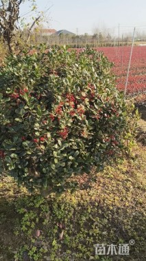 冠幅120厘米无刺枸骨球