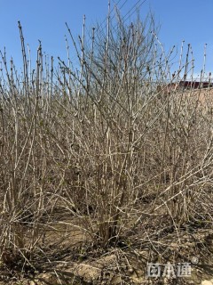 高度200厘米天目琼花