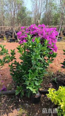 高度50厘米欧洲荚蒾