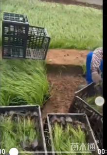 高度20厘米狼尾草