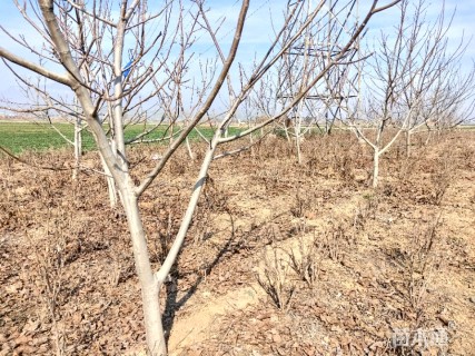 高度2000厘米核桃