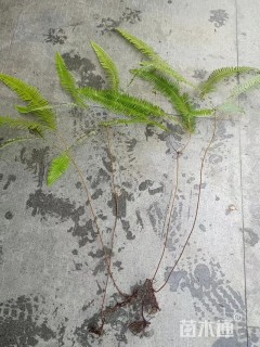 高度50厘米芒萁