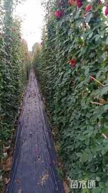 高度200厘米月季