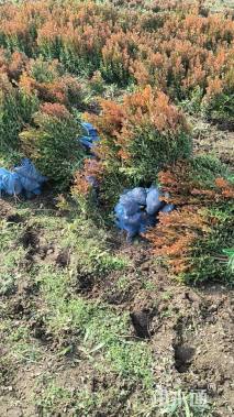 高度50厘米瓜子黄杨