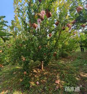 高度400厘米石榴