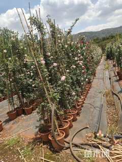 150厘米藤本月季