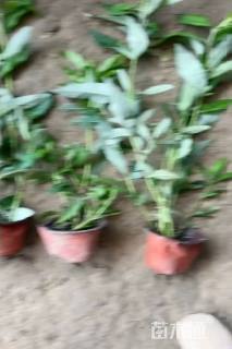 高度40厘米紫花醉鱼草