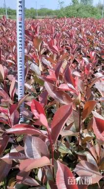 0.01公分红叶石楠