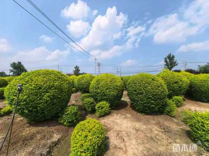 高度200厘米金姬小蜡