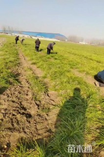 高度30厘米麦冬