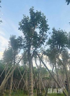 18公分黄花风铃木