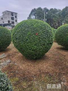 冠幅150厘米小叶女贞球