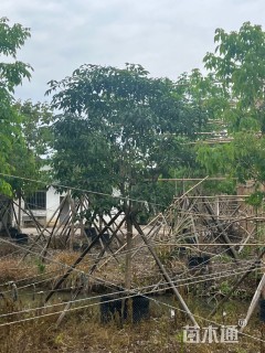 9公分紫花风铃木