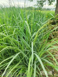 高度30厘米柳枝稷